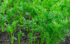 测土配方施肥仪提高农田种植技术