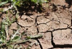 开云app在线登录官网
“拯救”糟糕的土壤状况